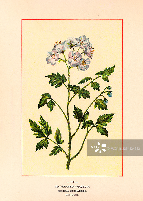 紫色蜂斗菜 - 古董插画图片素材