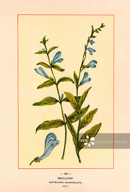 沼泽头花 - 古董插画图片素材