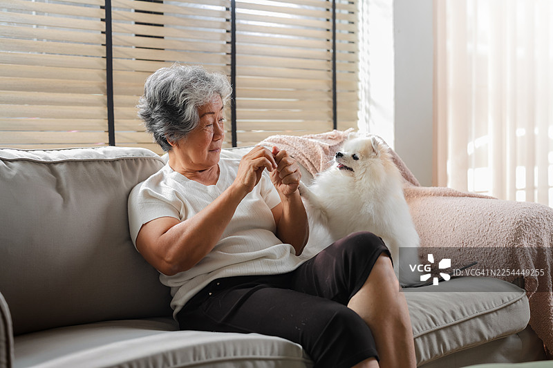 一位悠闲、随意退休的亚洲女性在家中沙发上，温柔地喂食一只可爱的白色博美犬，在宁静的日常生活中，分享着陪伴的温馨时刻，她的治疗犬带来了安慰、情感支持和悲伤的缓解。图片素材