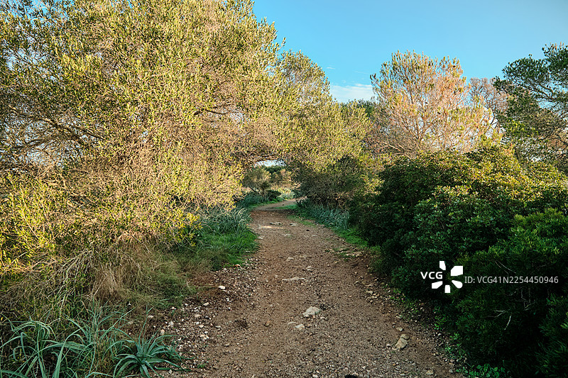一条未铺砌的小路蜿蜒穿过地中海灌木丛林图片素材