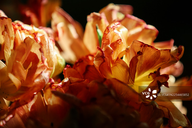 橙色郁金香花朵大开，背景为深色图片素材