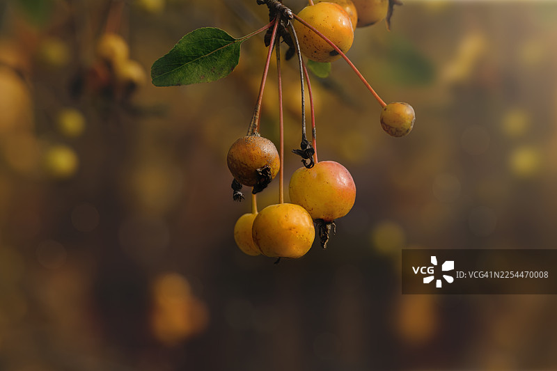 秋天的海棠果图片素材