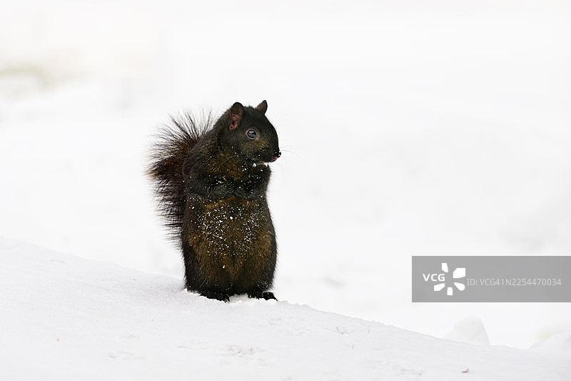 冬天雪地里的黑松鼠图片素材