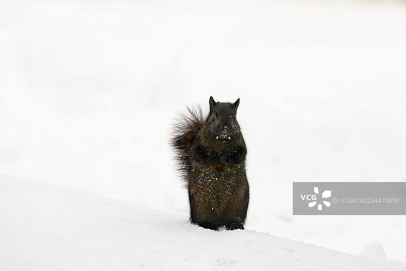 冬天雪地里一只黑松鼠，双臂收拢图片素材
