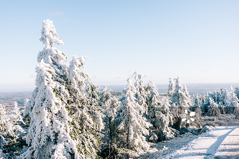 德国哈尔茨山区冬季全景，清晰的冬日天空下，霜冻山顶上覆盖着雪的常绿树图片素材