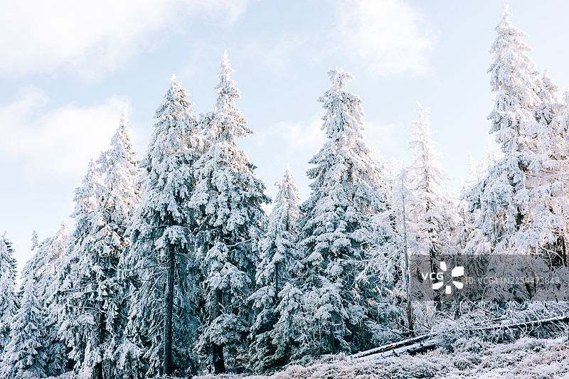 德国哈尔茨山区冬季全景：雪覆盖的常绿树木在寒冷的峰顶，天空晴朗图片素材