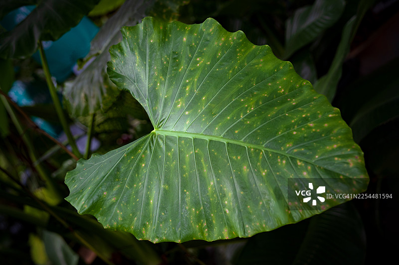热带植物海芋或象耳芋。叶子纹理背景。绿叶图案背景。自然背景和壁纸图片素材