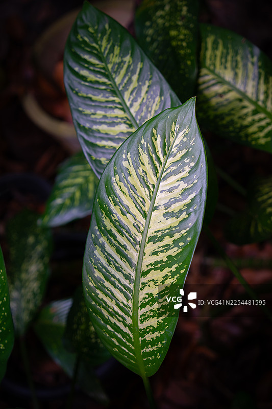 万年青。斑叶万年青。华丽万年青。时尚的热带植物。绿叶图案背景。自然叶片。绿色热带森林。大绿叶。自然背景和壁纸图片素材