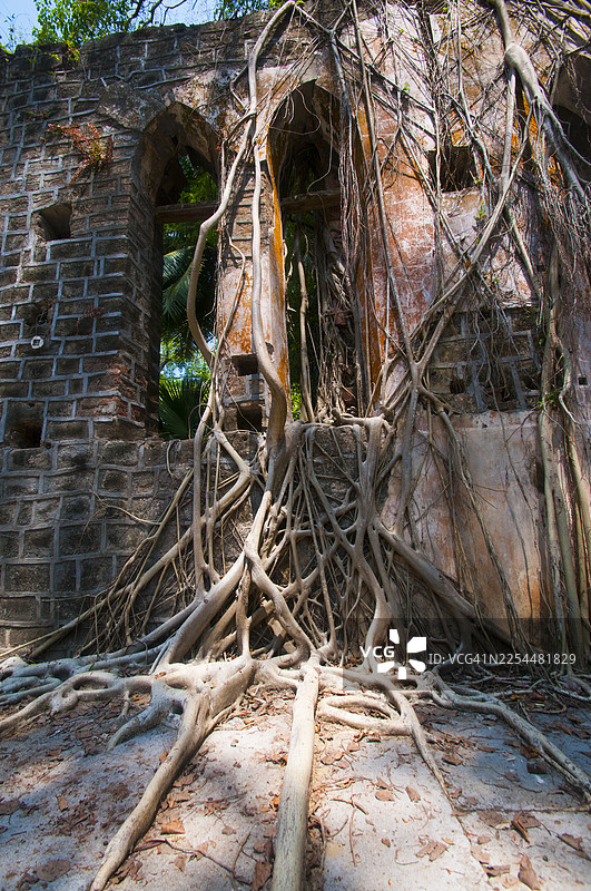 印度安达曼和尼科巴群岛罗斯岛上由英国人使用过的废弃破败的房屋图片素材