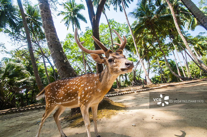 安达曼尼科巴群岛罗宾逊岛上的花鹿图片素材