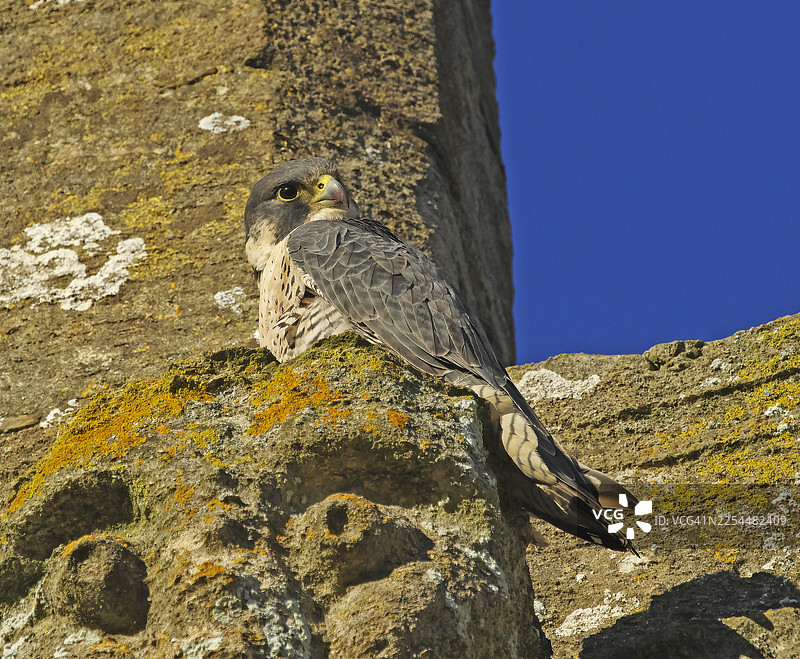 游隼 [Falco peregrinus]图片素材
