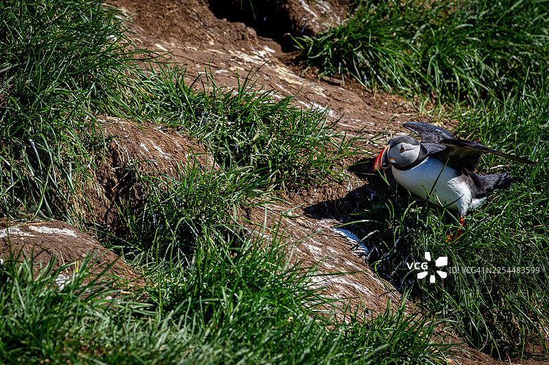 海鹦降落在草地上图片素材