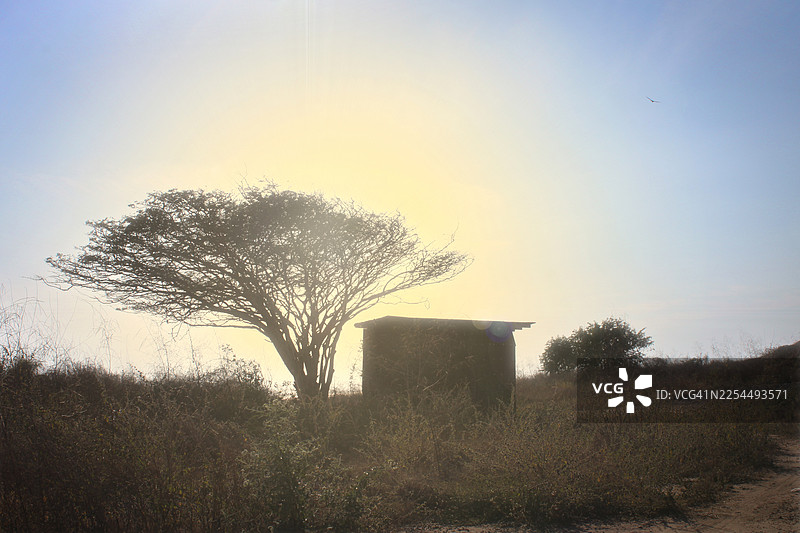 午后的阳光穿过马萨特兰的一棵树和一间旧棚屋图片素材