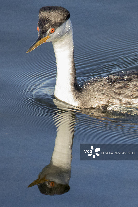 克拉克鸊鷉游泳，特写反射图片素材