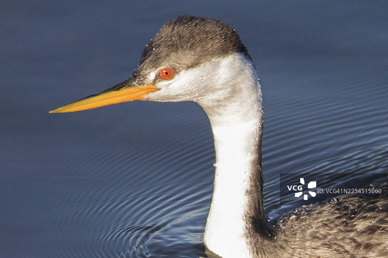 克拉克鸊鷉特写图片素材
