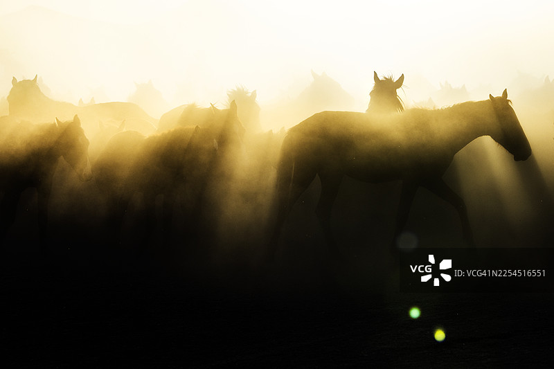 土耳其卡帕多奇亚，晨光下的野马图片素材