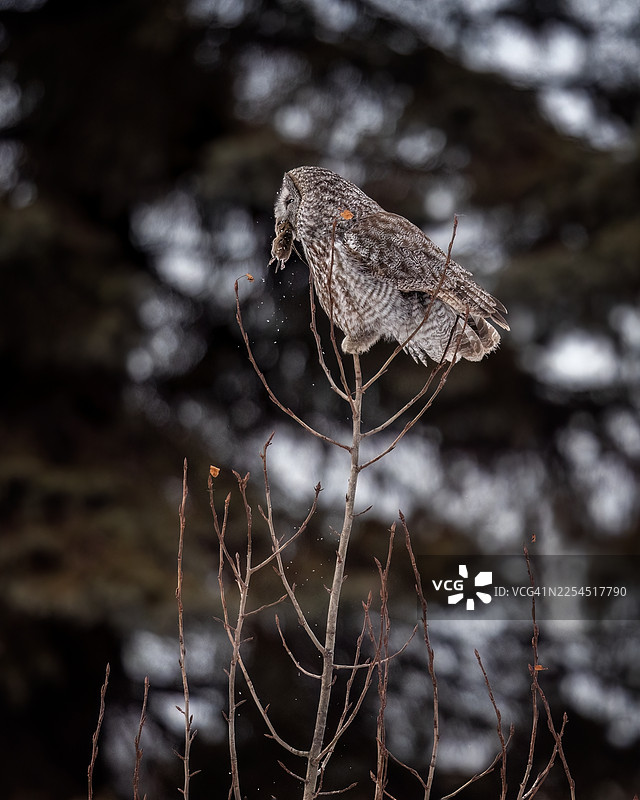 新鲜捕捞图片素材