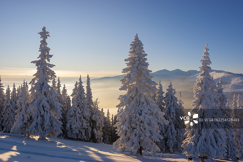 魔法冬林，霜覆树木，金色时段的薄雾图片素材