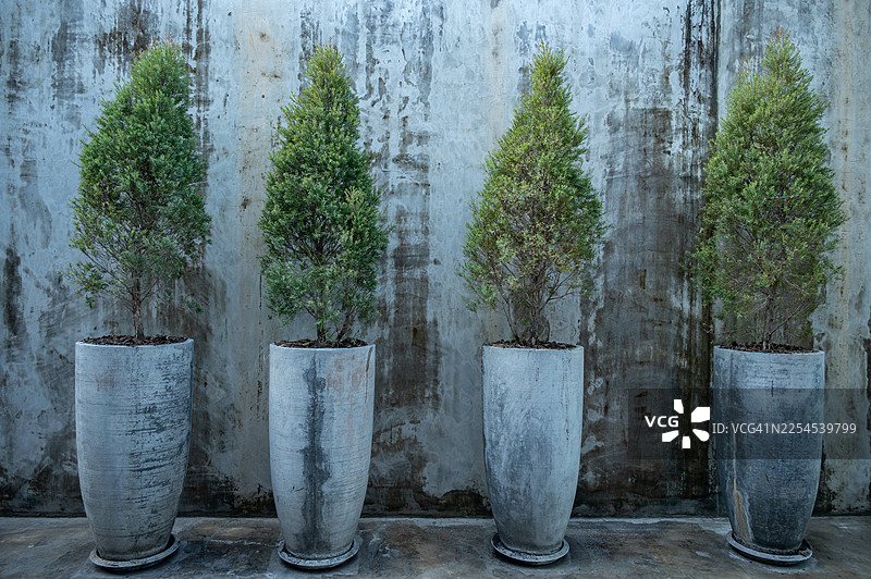 埃尔伍德黄金柏盆栽，摆放在灰色老旧水泥墙前。图片素材