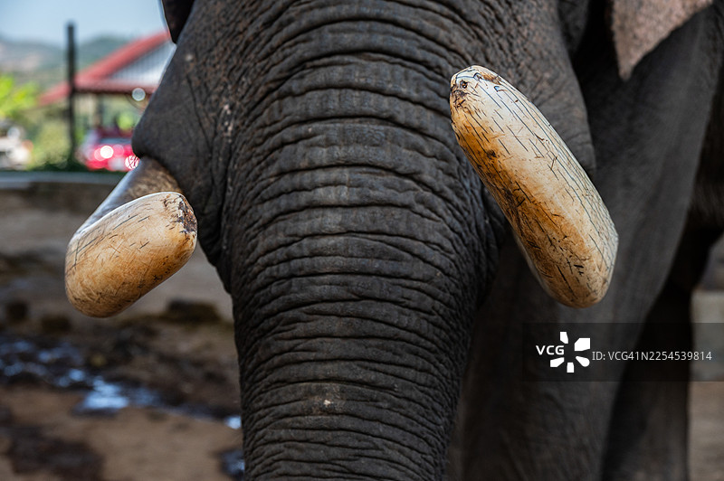 大象象牙的特写镜头。象牙实际上是大象嘴部突出的巨大牙齿。图片素材