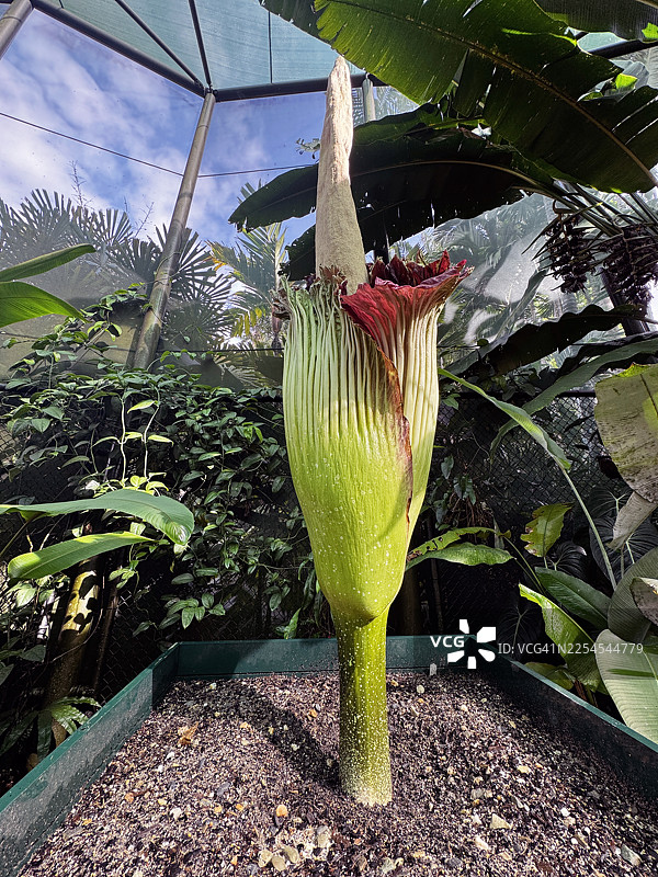 巨花魔芋盛开图片素材