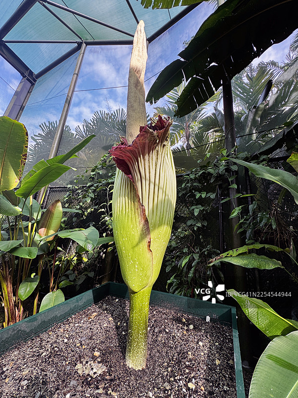 泰坦魔芋盛开图片素材