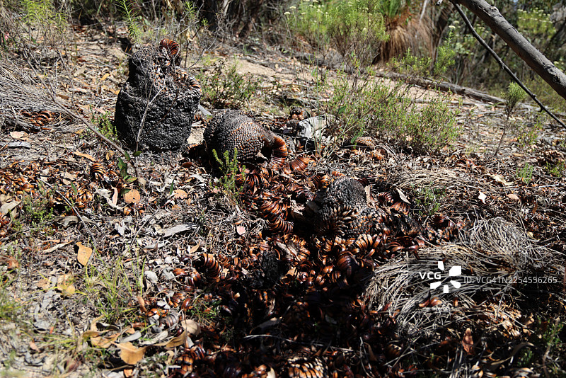 澳大利亚首都堪培拉蒂德宾比拉自然保护区内，因丛林大火而被烧毁的、由旧叶基层层组成的倒下的草树（Xanthorrhoea 物种）树干图片素材