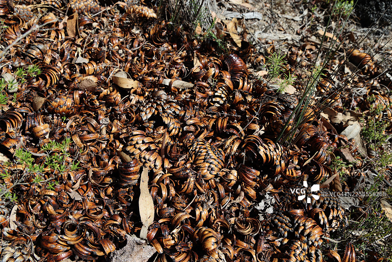 澳大利亚首都地区堪培拉蒂宾比拉自然保护区，一棵被灌木火烧过的草树（Xanthorrhoea 物种）倒下的树干，由旧叶基的层状结构组成图片素材