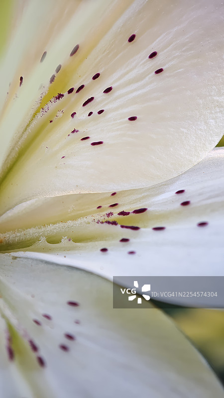 白色百合花（Lilium）的极端特写，展示了精细的纹理、柔和的脉络和散落的深紫色斑点。具有浅景深、植物纹理、自然光和抽象花瓣构图的微距花卉细节。图片素材