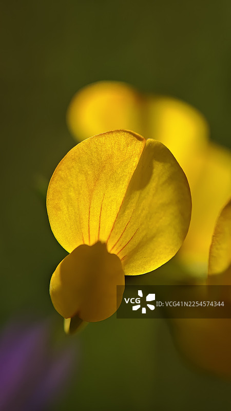 特写镜头下亮黄色的豆科植物花朵（Lotus corniculatus），鲜亮的半透明花瓣带有细密的红色脉络，背景为柔和的绿色。微距植物细节，浅景深，自然光，鲜艳的花卉纹理。图片素材