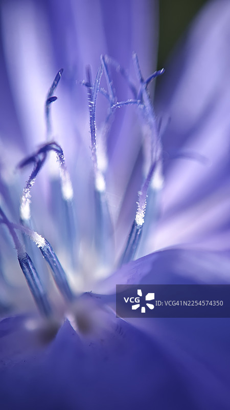 菊苣花（Cichorium intybus）的极端特写，展示了娇嫩的蓝色雄蕊、细致的花粉粒和柔和的薰衣草色花瓣。微距花卉细节，浅景深，自然光，植物纹理，抽象花心图片素材