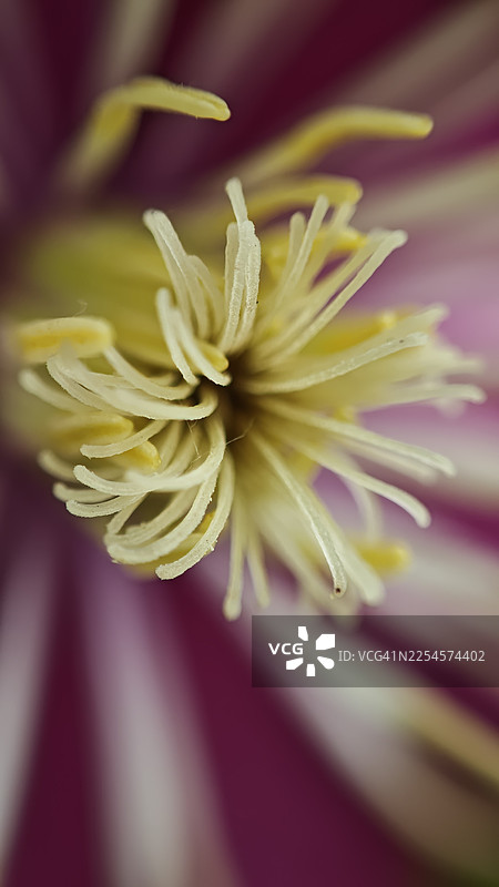 特写镜头，淡黄色花蕊，背景为模糊的紫红色和白色花朵，具有细腻的纹理和浅景深图片素材