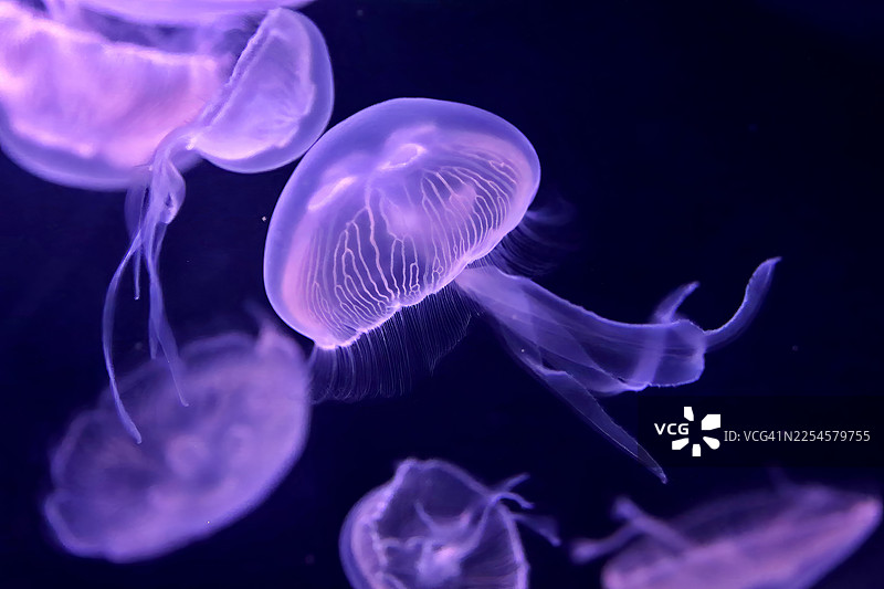 优雅的紫色水母在深蓝色海水中游动，用于海洋生物概念图片素材