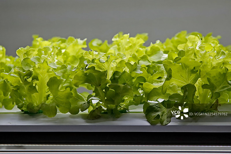 用于现代农业技术的营养液栽培系统设施中生长的新鲜绿色橡树生菜图片素材