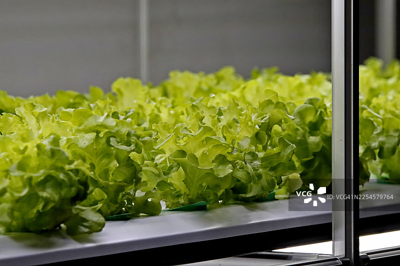 智能垂直农场在受控 LED 照明系统下种植新鲜绿生菜图片素材