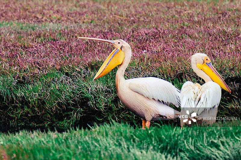 纳米比亚鲸湾的两只鹈鹕图片素材