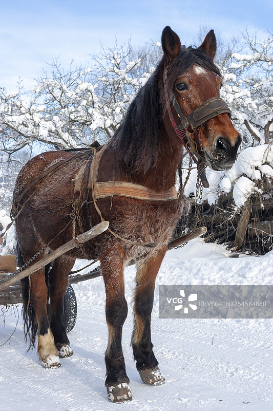 传统交通：冬季景观中的乡村生活一瞥图片素材
