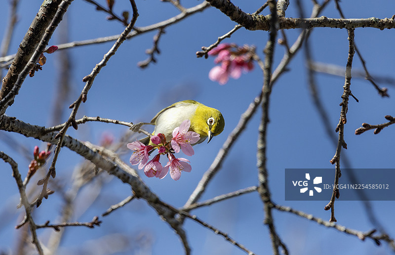 樱花树上的莺图片素材