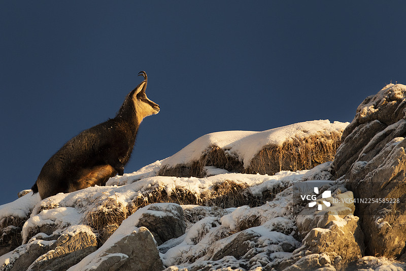 冬季阿尔卑斯山上的羚羊享受晨光（Rupicapra rupicapra）图片素材