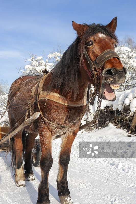 传统交通：冬日景观下的乡村生活掠影图片素材