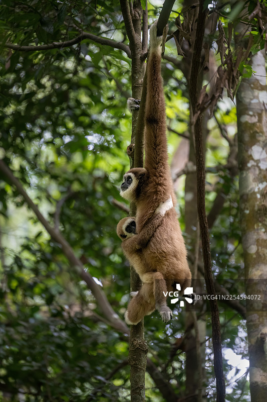 苏门答腊森林中，一名面色苍白的白手长臂猿抱着她的幼崽在丛林中拥抱，地点为印度尼西亚的 Gunung Leuser。图片素材