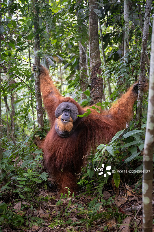 苏门答腊 gunung leusur 森林中，一只占主导地位的雄性猩猩在其自然栖息地的肖像图片素材