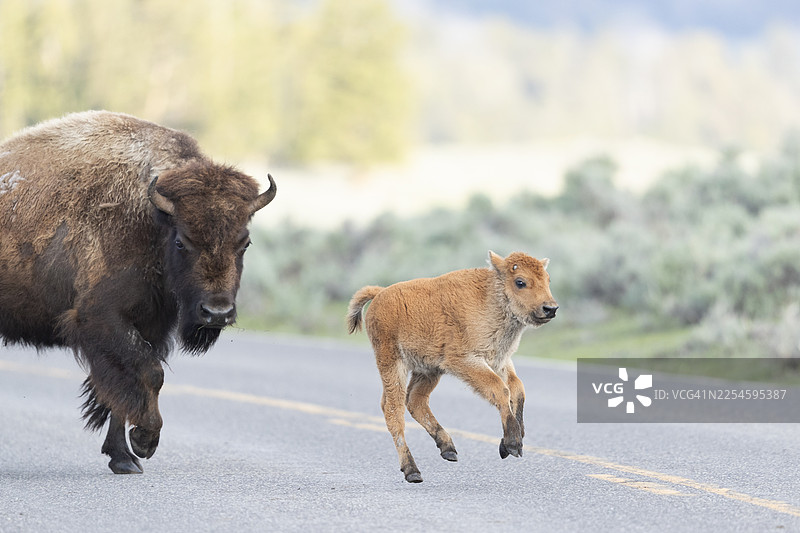 一只年轻的野牛在路上跳跃图片素材