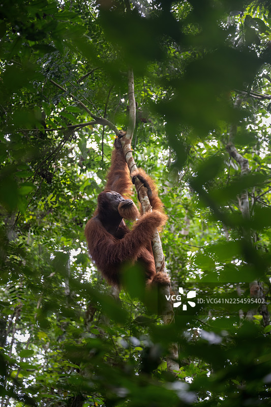苏门答腊雨林中， Gunung Leuser 印度尼西亚，一只年轻雄性红毛猩猩的肖像图片素材