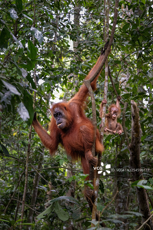 印度尼西亚苏门答腊 Gunung Leuser 国家公园雨林中，一只母猩猩和它的宝宝的肖像照图片素材