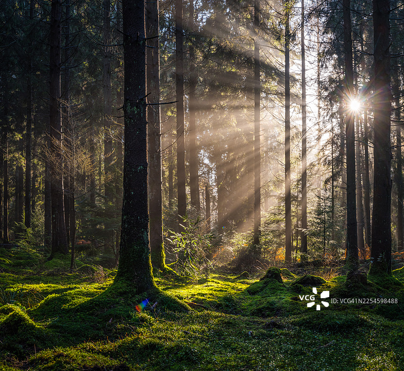 金色阳光照亮宁静的森林空地，林地荒野图片素材