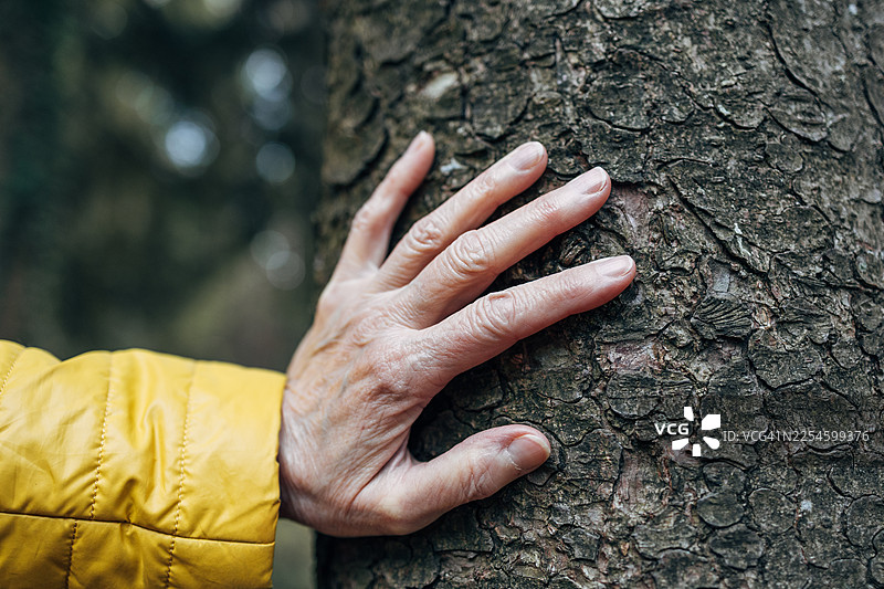 手触摸树皮，感受与自然的连接图片素材
