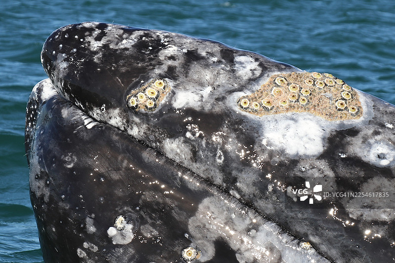 灰鲸头部的超近距离特写图片素材
