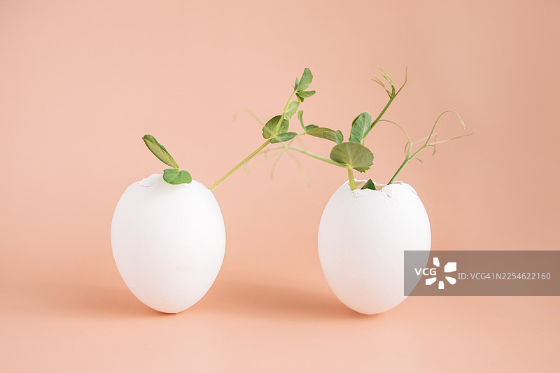 粉嫩桃子色背景上，两个带绿色嫩芽的白色复活节彩蛋图片素材