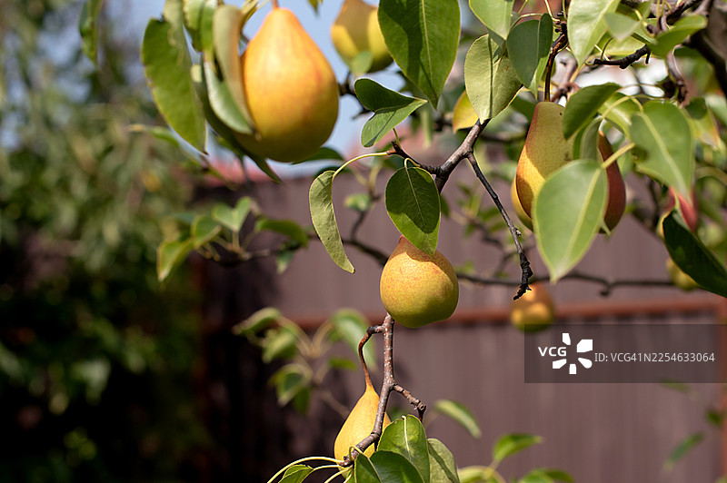 花园里树上长着的梨图片素材